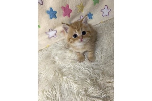 成約済の大阪府のスコティッシュフォールド-109905の2枚目