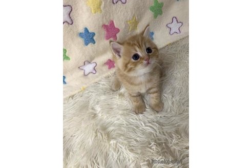 成約済の大阪府のスコティッシュフォールド-109905の3枚目