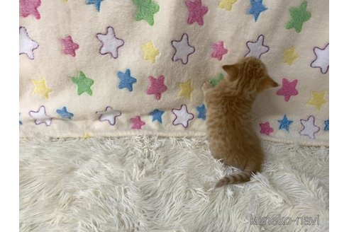 成約済の大阪府のスコティッシュフォールド-109905の4枚目