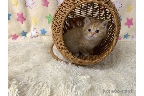 成約済の大阪府のスコティッシュフォールド-109905の5枚目