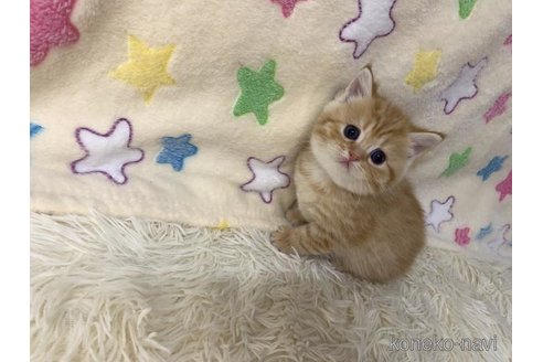 成約済の大阪府のスコティッシュフォールド-109905の6枚目