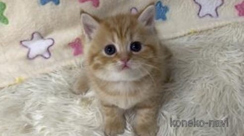 成約済の大阪府のスコティッシュフォールド-109905