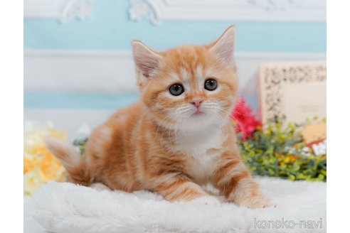 ミヌエットの子猫を探す｜子猫ブリーダーナビ