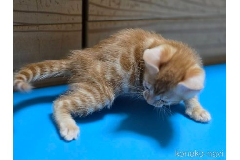 成約済の神奈川県のベンガル-109933の3枚目