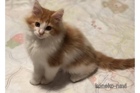 成約済の京都府のメインクーン-108788の1枚目