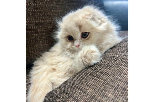 成約済の三重県のスコティッシュフォールド(折れ耳)-107103の1枚目