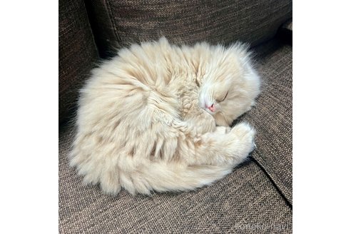 成約済の三重県のスコティッシュフォールド(折れ耳)-107103の4枚目