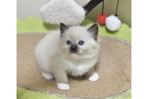 販売中の神奈川県のラグドール-107295の4枚目