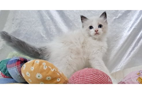 成約済の宮城県のラグドール-109935の13枚目