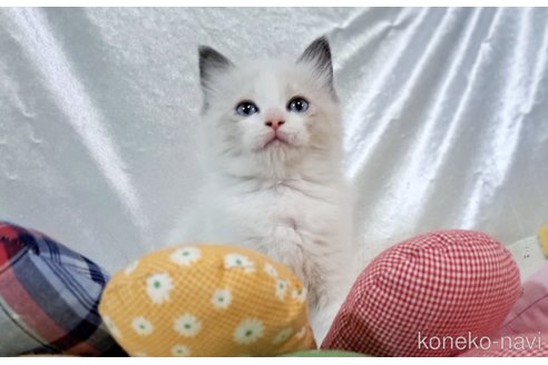 成約済の宮城県のラグドール-109935の11枚目