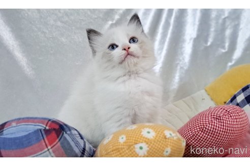 成約済の宮城県のラグドール-109935の1枚目