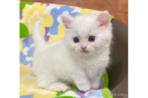 成約済の神奈川県のマンチカン(短足)-108564の2枚目