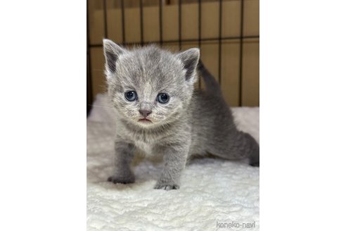成約済の栃木県のブリティッシュショートヘア-108844の1枚目