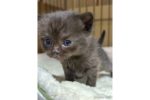 成約済の栃木県のブリティッシュショートヘア-108842の1枚目