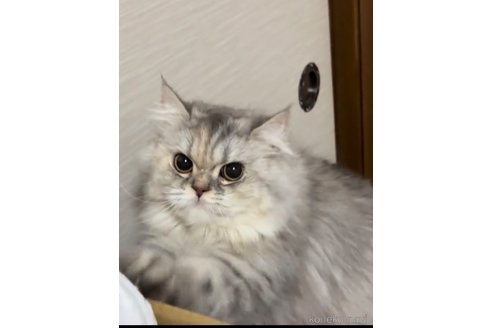 マンマンちゃん1枚目