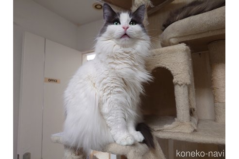 販売中の埼玉県のノルウェージャンフォレストキャット-103929の9枚目