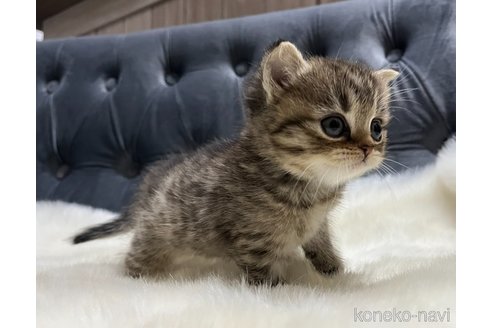 成約済の鹿児島県のスコティッシュフォールド-109939の3枚目