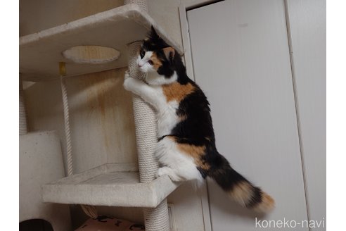 成約済の埼玉県のノルウェージャンフォレストキャット-93798の9枚目