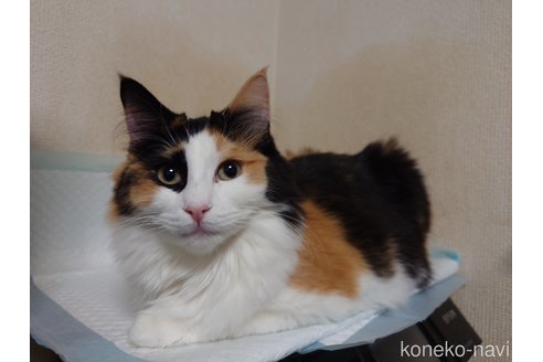 成約済の埼玉県のノルウェージャンフォレストキャット-93798の8枚目
