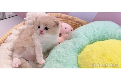 成約済の群馬県のスコティッシュフォールド-109947の4枚目