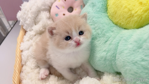 成約済の群馬県のスコティッシュフォールド-109947の3枚目