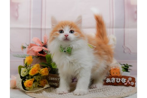成約済の神奈川県のノルウェージャンフォレストキャット-109948の11枚目