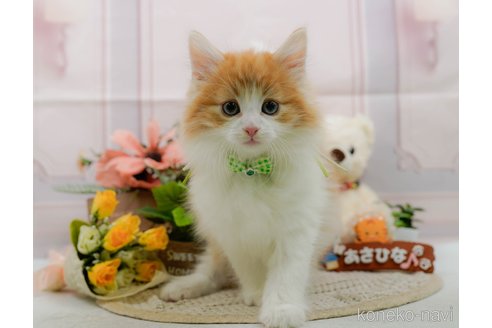 成約済の神奈川県のノルウェージャンフォレストキャット-109948の1枚目