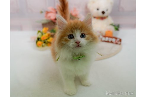 成約済の神奈川県のノルウェージャンフォレストキャット-109948の6枚目