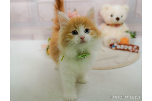 成約済の神奈川県のノルウェージャンフォレストキャット-109948の7枚目