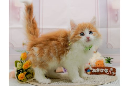 成約済の神奈川県のノルウェージャンフォレストキャット-109948の4枚目