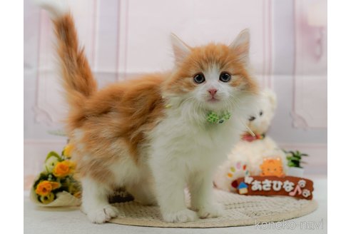 成約済の神奈川県のノルウェージャンフォレストキャット-109948の5枚目