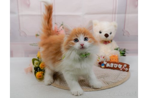 成約済の神奈川県のノルウェージャンフォレストキャット-109948の2枚目