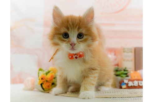 販売中の神奈川県のノルウェージャンフォレストキャット-109949