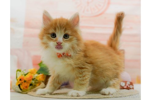 成約済の神奈川県のノルウェージャンフォレストキャット-109949の21枚目