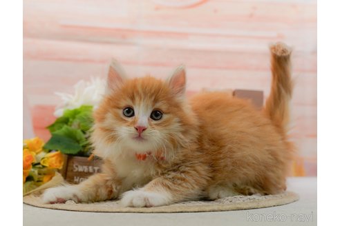販売中の神奈川県のノルウェージャンフォレストキャット-109949