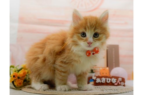 成約済の神奈川県のノルウェージャンフォレストキャット-109949の19枚目