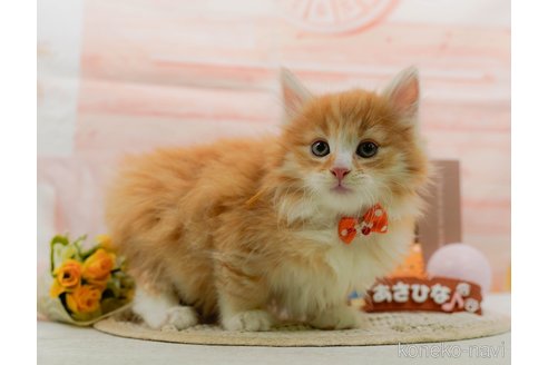 成約済の神奈川県のノルウェージャンフォレストキャット-109949の18枚目
