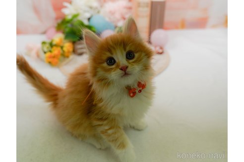 成約済の神奈川県のノルウェージャンフォレストキャット-109949の15枚目