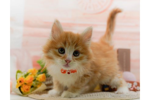 成約済の神奈川県のノルウェージャンフォレストキャット-109949の13枚目