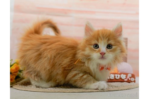 成約済の神奈川県のノルウェージャンフォレストキャット-109949の11枚目