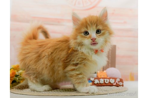 成約済の神奈川県のノルウェージャンフォレストキャット-109949の10枚目