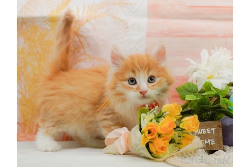 成約済の神奈川県のノルウェージャンフォレストキャット-109949の8枚目