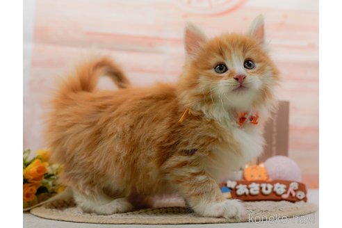 成約済の神奈川県のノルウェージャンフォレストキャット-109949の7枚目