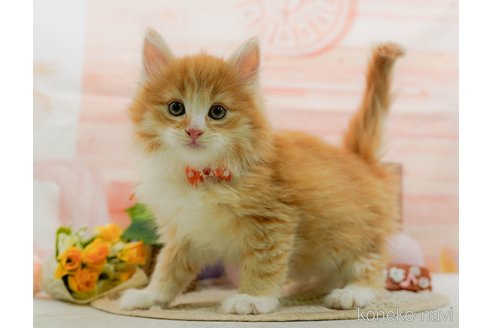 成約済の神奈川県のノルウェージャンフォレストキャット-109949の6枚目