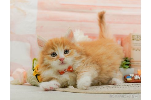 成約済の神奈川県のノルウェージャンフォレストキャット-109949の4枚目