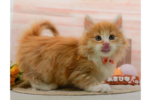 成約済の神奈川県のノルウェージャンフォレストキャット-109949の3枚目