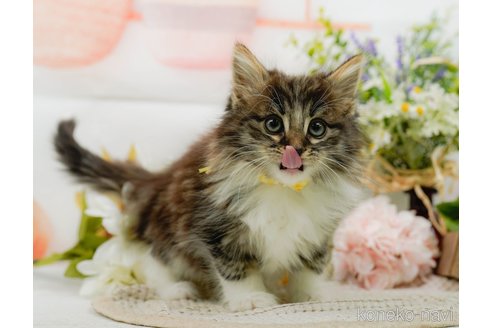 成約済の神奈川県のノルウェージャンフォレストキャット-109950の24枚目