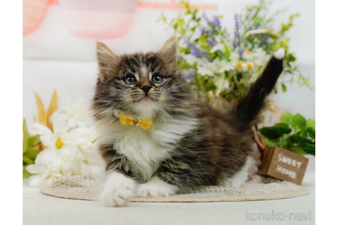 成約済の神奈川県のノルウェージャンフォレストキャット-109950の17枚目
