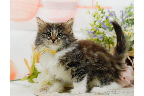 成約済の神奈川県のノルウェージャンフォレストキャット-109950の9枚目