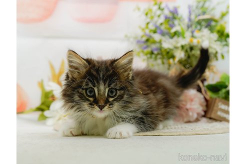成約済の神奈川県のノルウェージャンフォレストキャット-109950の3枚目